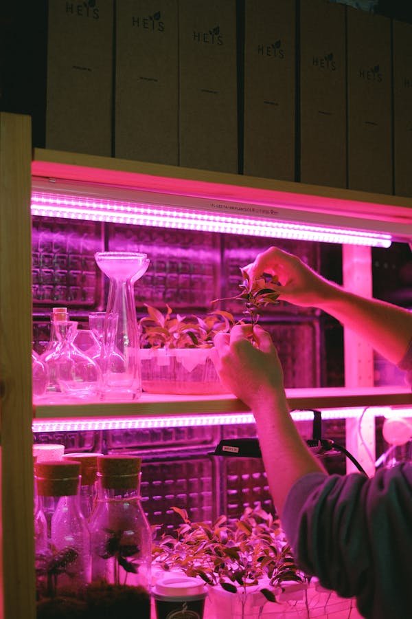 LED horticole pour professionnels : innovation et efficacité assurées